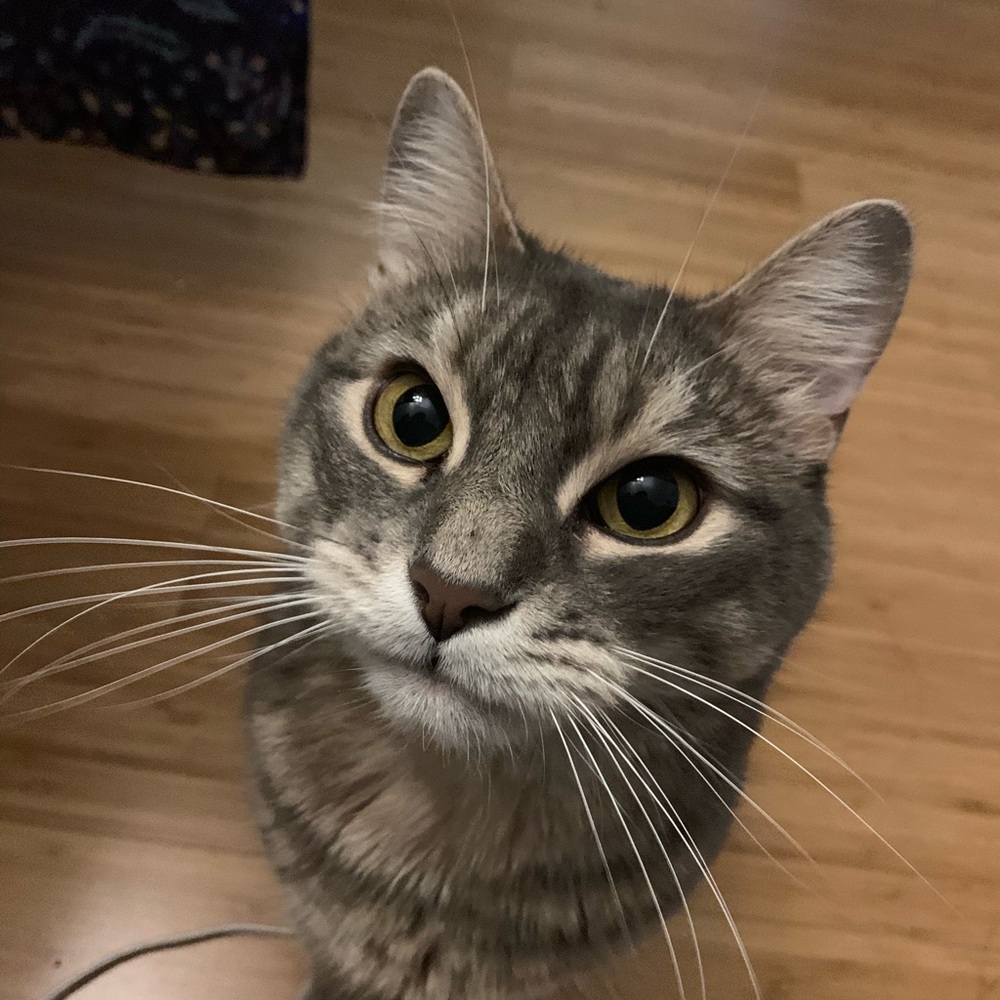 Make us an offer! We have to downsize 😽😽😽